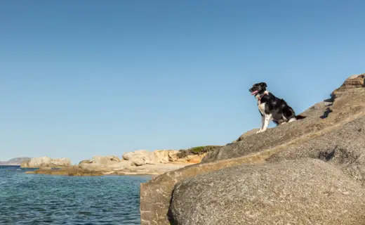 Chien sur des rochers au bord de la mer en Corse-du-Sud (Adobestock 114573338 Par Jon Ingall)