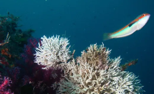 N° DE FICHIER :  1526974 Par michel gatti