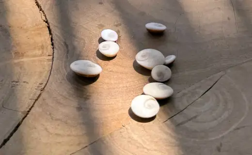 Yeux de Sainte-Lucie disposés sur une table en bois