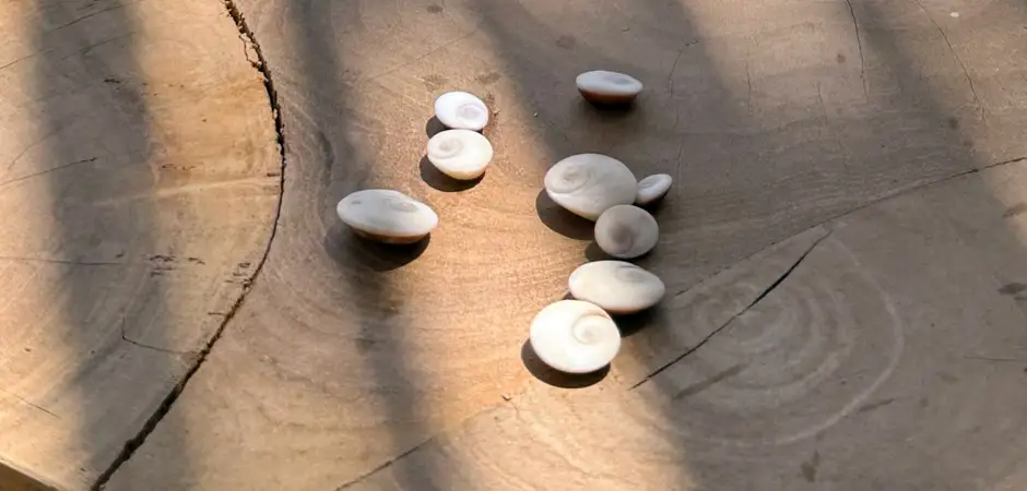 Yeux de Sainte-Lucie disposés sur une table en bois