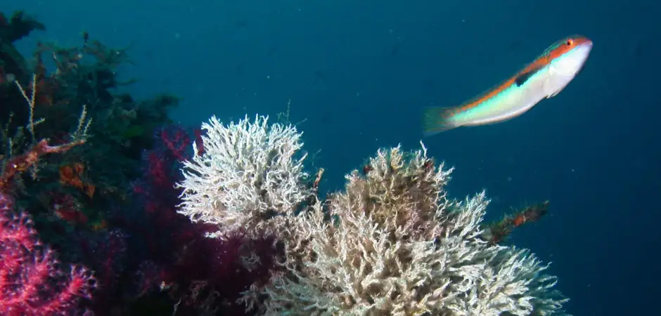 N° DE FICHIER :  1526974 Par michel gatti